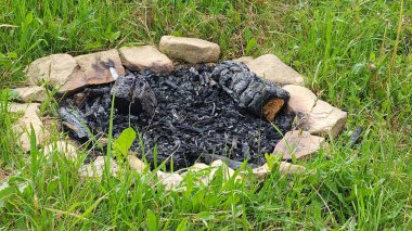 Ormanda yanan yeşil çimenler