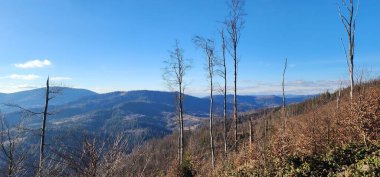 Karpatlar 'da sonbahar manzarası, Ukrayna.