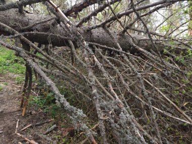 Ormandaki eski ağaç dalları