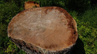 Yeşil arka planı olan bir ağaç gövdesine yakın plan.