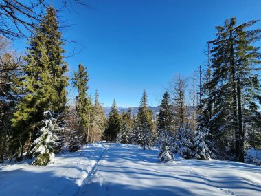 Soğuk bir günde güzel bir kış manzarası