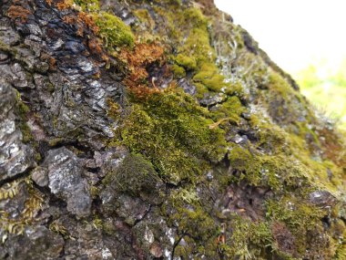 Bir ağaç kabuğuna yakın.