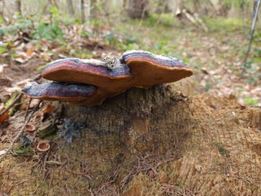 Ormandaki güzel bir mantarın yakın plan çekimi.