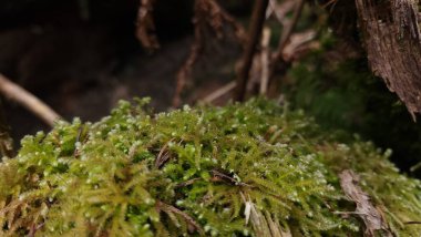 Ormanda yeşil yosun