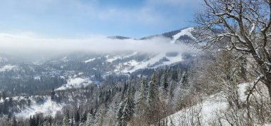 Dağlarda karla kaplı ağaçlar