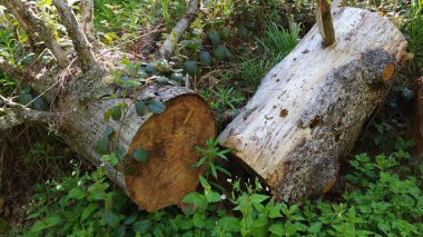 Ormandaki yaşlı ağaç