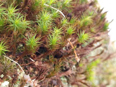 Ormandaki ağaçtaki güzel yeşil yosun.