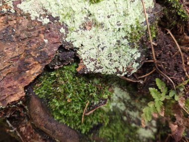 Ağaç gövdesindeki yeşil yosunların yakın plan fotoğrafı.
