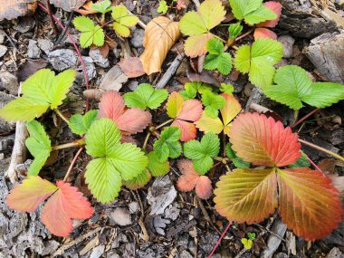 Sonbahar yaprakları, sonbahar bitkileri