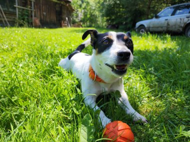 Bahçesinde turuncu topu olan sevimli Jack Russell Terrier köpeği.