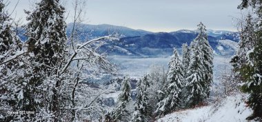 Karla kaplı ağaçları olan güzel bir manzara.