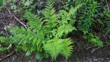 Ormanın güzel manzarası