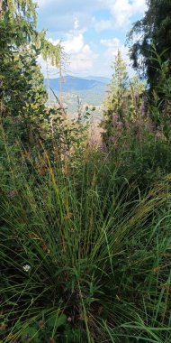 Dağlardaki güzel orman