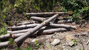 Ormanda bir odun yığını