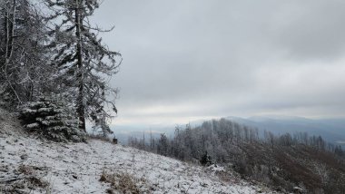 Karla kaplı ağaçları olan güzel bir manzara.