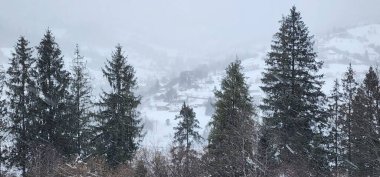 Karla kaplı ağaçlarla kaplı kış manzarası