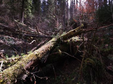 Ormandaki yaşlı ağaç