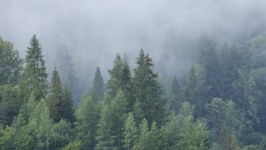 Ormandaki ağaçlar sisli