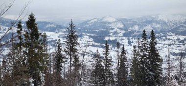 Kış manzarası, kar - kaplı ağaçlar