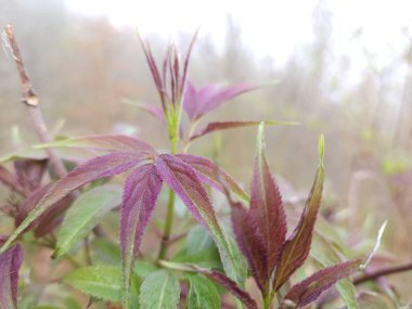 Bahçedeki güzel çiçekler