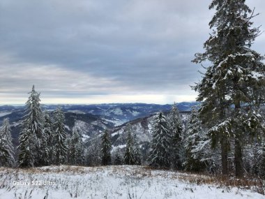 Karla kaplı ağaçlarla kaplı kış manzarası