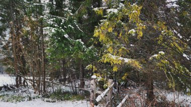 Karla kaplı ağaçlarla kaplı kış manzarası