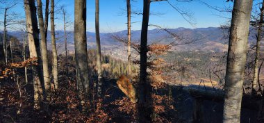 Ağaçlı güzel dağ manzarası