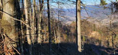 Ormanın güzel manzarası