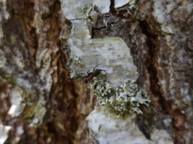 Bir ağaç kabuğuna yakın.