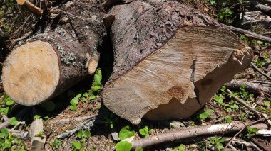 Ormandaki ağaç kütüğü