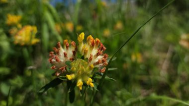 Bahçedeki güzel çiçekler