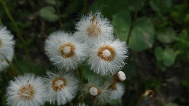 Beyaz bir çiçeğe yaklaş