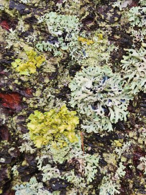 yosun ve liken bir ağaç gövdesi üzerinde