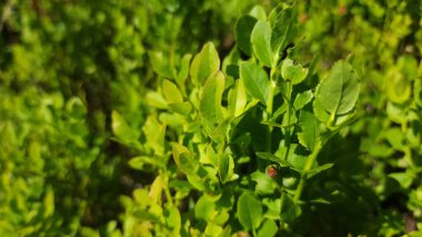 Bahçede yeşil yapraklar