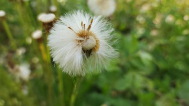Bahçedeki beyaz çiçek