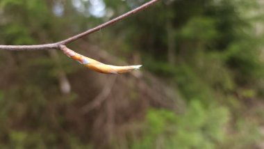 Ağaçtaki kuşa yaklaş