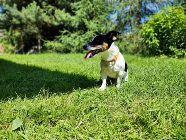 Parktaki köpek