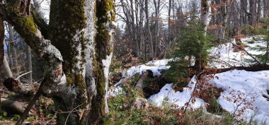 Ormanın güzel manzarası