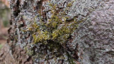 Yosun kaplı kabuk dokusu