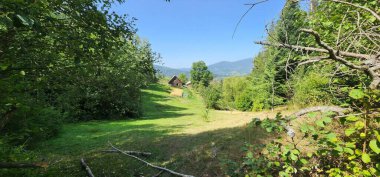 Ormanın güzel manzarası