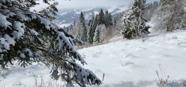 Kar - kış ormanında ağaçlarla kaplı.