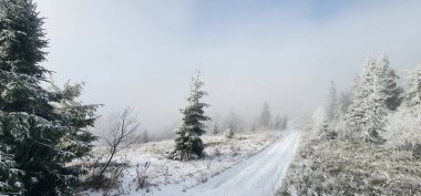 Kışın karla kaplı bir ormanın güzel manzarası.