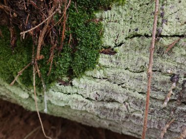 Ağaç kabuğu üzerinde yosun