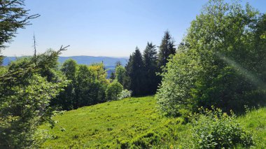 Yazın yeşil orman ve ağaçlar