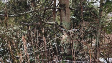 Ormanda karlı ağaç dalları