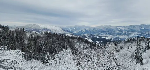 Karla kaplı ağaçlarla kaplı kış manzarası