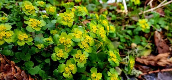 stock image green leaves in the garden