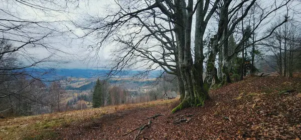 Ormanda sonbahar ağaçları.