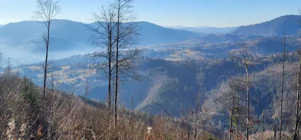 Arkasında ağaçlar olan bir ormanın güzel bir görüntüsü.