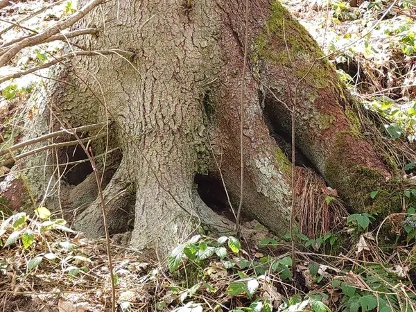 a closeup shot of a tree trunk with moss